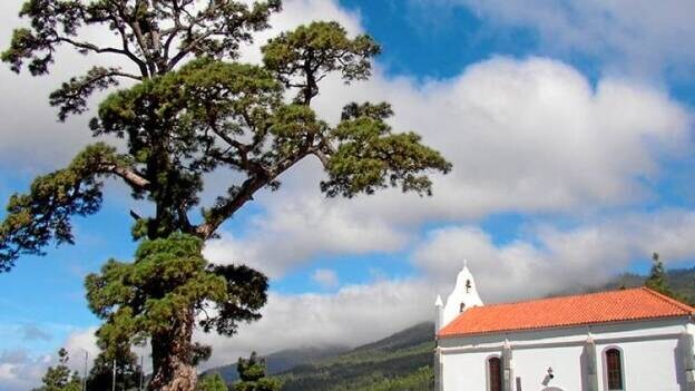 El pino de la Virgen de El Paso, el más viejo de Canarias, sigue deprimido  | Canarias7