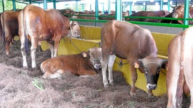 La quiebra de Sialsa pone en peligro al 25% de la ganadería