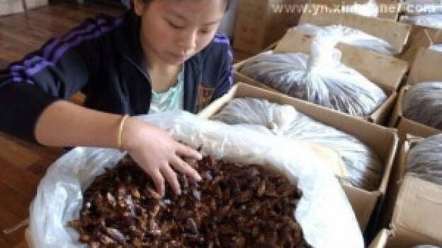 Una mujer china transforma su casa en una granja de 100.000 cucarachas