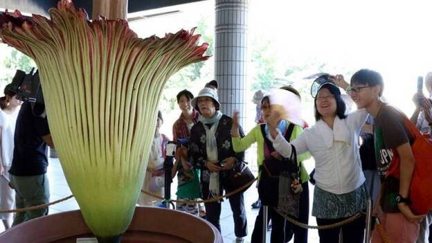 Florece en un parque de Tokio un aro gigante, la flor más grande del mundo