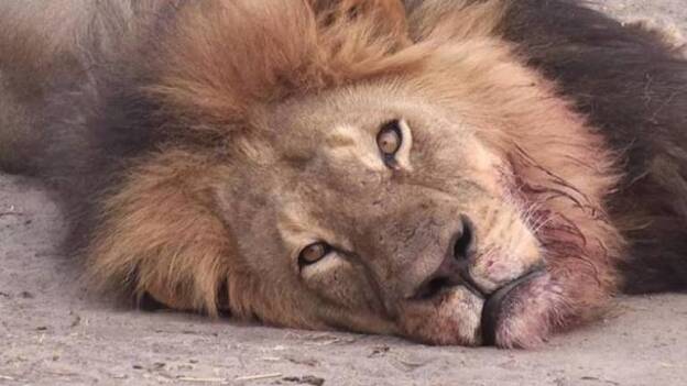 Zimbabue pide a EEUU la extradición del cazador que mató al león 'Cecil'