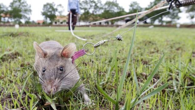 Ratas gigantes entrenan para salvar vidas en las zonas minadas de Camboya