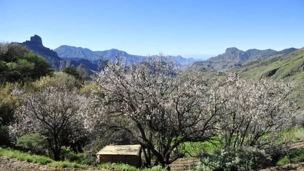 La flor del almendro vino y se va con prisas | Canarias7