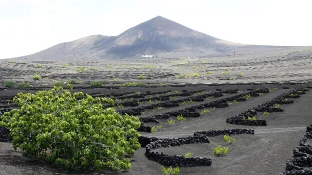 Se puede utilizar materia volcánica en cultivos? | Canarias7