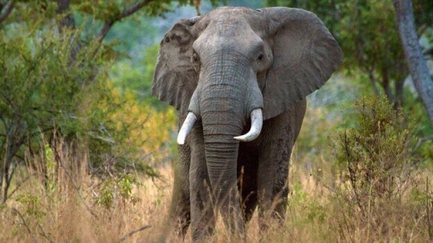 Mueren dos turistas aplastados por un elefante