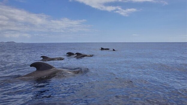 Avistan cientos de delfines moteados en aguas canarias