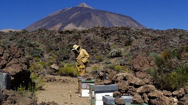 Cien millones de abejas en el Teide