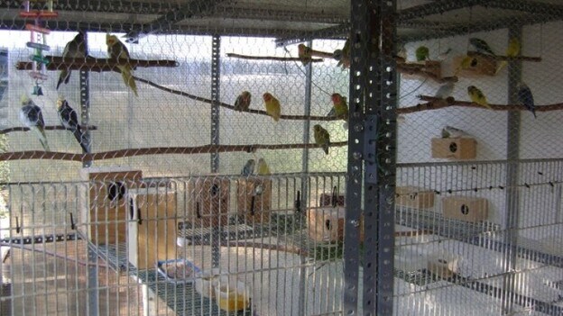 ¿Es la cría de pájaros canarios un deporte autóctono y tradicional?