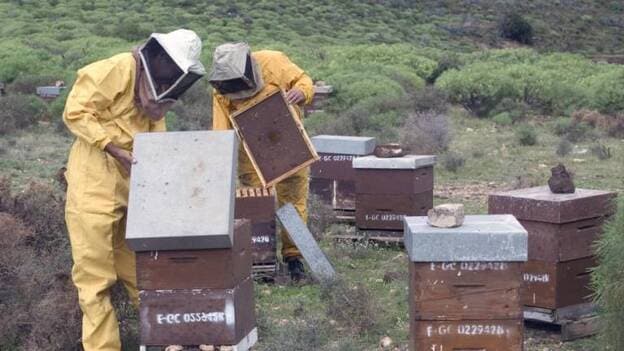 Cuatro abejas negras canarias impulsan un programa para la pureza de especie