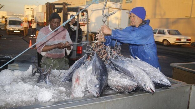 Incautadas 45 toneladas de atún congelado que vendían como fresco