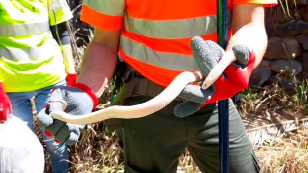 Más de 70 serpientes capturadas hasta abril