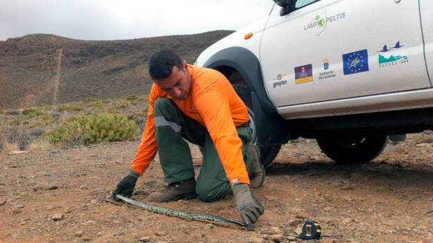 Se refuerza el control de la culebra californiana en Gran Canaria