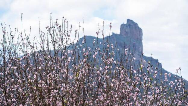 Los almendros florecen tras el fuego en la cumbre de Gran Canaria |  Canarias7