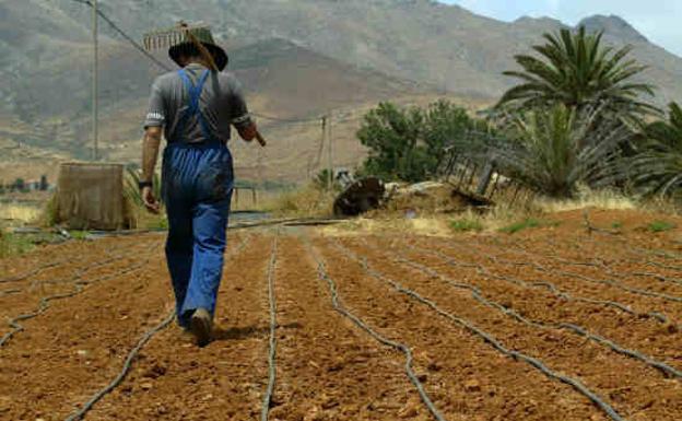Un agricultor trabajando sus tierras en Canarias /AFP