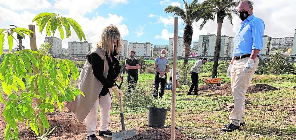 La ciudad sumó 2.800 ejemplares de árboles, palmeras y arbustos en 2020 |  Canarias7