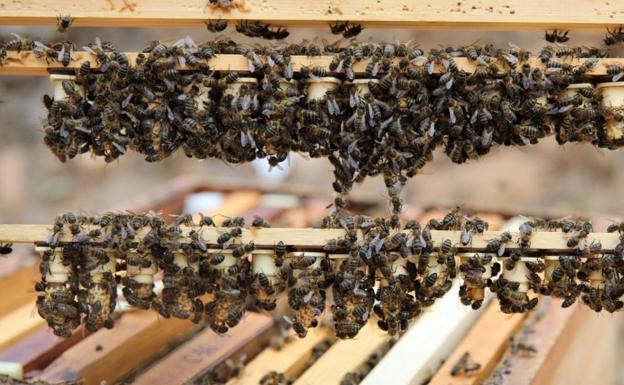 El Gobierno canario concede 539.000 euros a los productores de miel de abeja negra