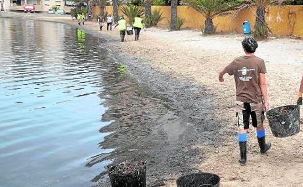 El Ayuntamiento de Cartagena y los limpiadores comunitarios retiraron ayer baldes llenos de pescado y algas junto a la gola de Marchamalo. 