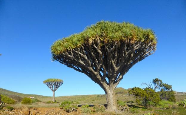 Mimo a los 28 árboles singulares | Canarias7
