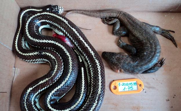 Una serpiente real de California junto a un lagarto gigante de Gran Canaria regurgitado. 