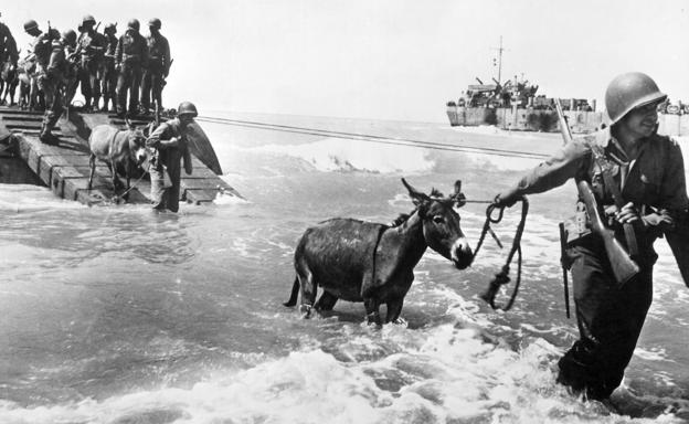 Tropas de Estados Unidos desembarcan con sus mulos en una playa de Licata, al sur de Sicilia, en 1943.