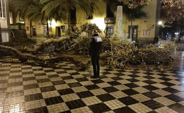 Cae la rama de un árbol en la plaza Hurtado de Mendoza