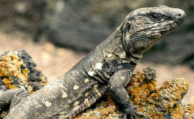 El centro de recuperación del lagarto gigante de El Hierro se convierte en parque zoológico