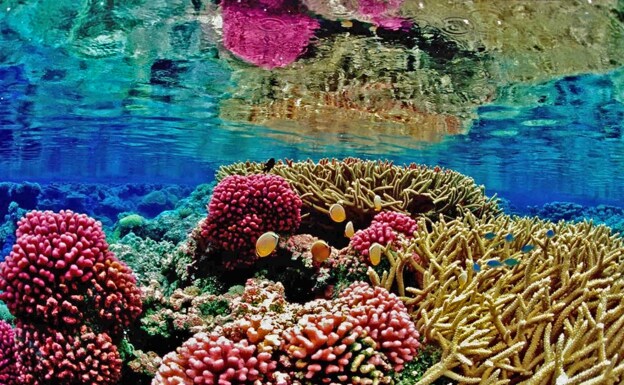 Arrecife de coral.