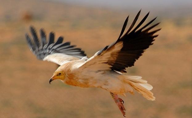 Ejemplar de guirre marcado en pleno vuelo. / proyecto life Egyptian Vulture
