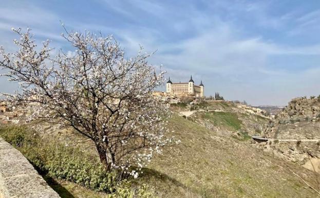Un almendro en flor con el Alcázar de Toledo al fondo. 