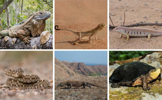 Seis de los reptiles estudiados por los científicos autores del estudio.