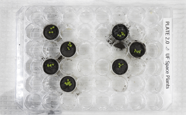 Arabidopsis plants six days after planting the seeds.  The four wells on the left contain plants growing on the JSC-1A lunar soil simulator.  The three pits on the right contain plants growing in lunar soil collected during the Apollo 11, 12, and 17 missions.