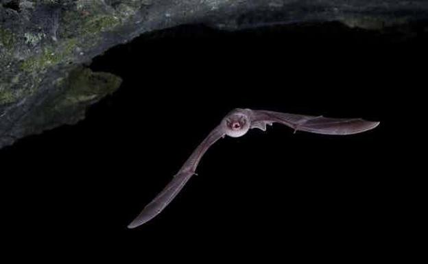 Un ejemplar de Miniopterus scheibersii, murciélago de cueva./