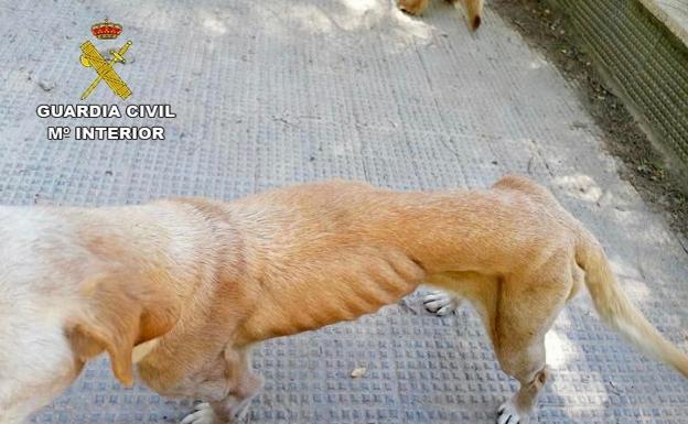 Imagen de uno de los perros salvado de morir de hambre.