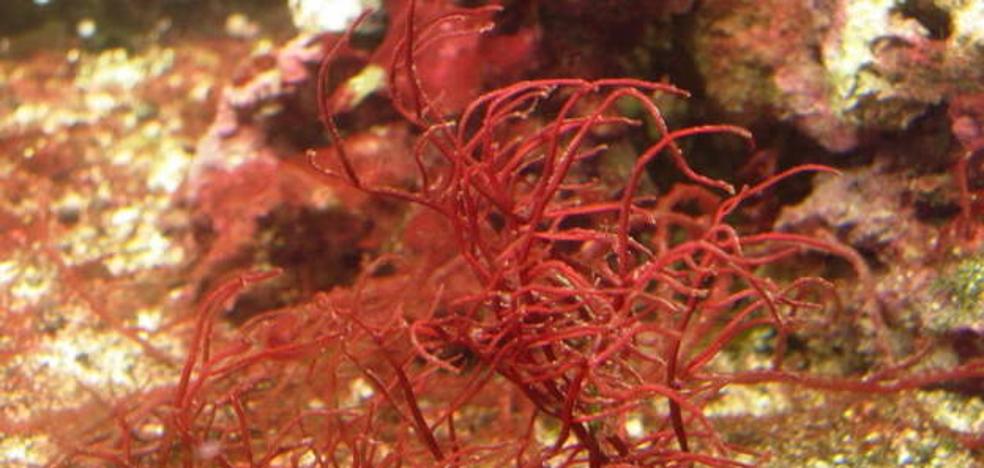 The antidote against the brain-eating amoeba, in red algae