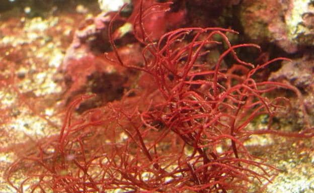 Red algae in a stock image. 