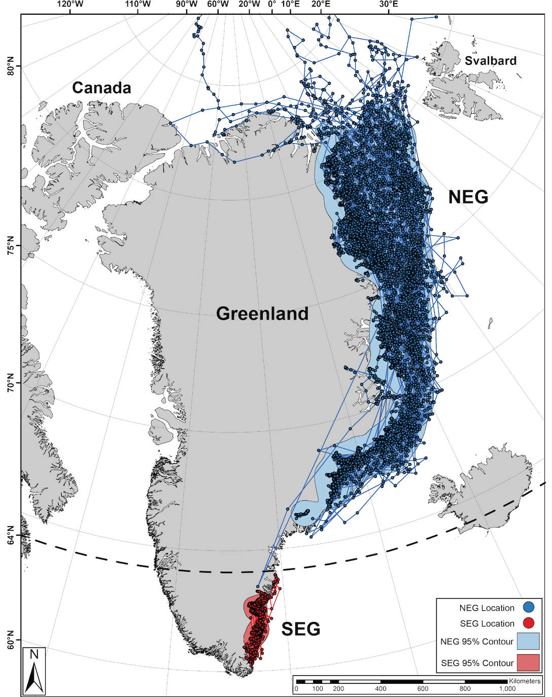 Las líneas azules muestran que los osos polares del noreste de Groenlandia viajan a través de un extenso área de la isla en busca de hielo marino para cazar, mientras que los del sureste tienen movimientos más limitados dentro de sus fiordos de origen o fiordos vecinos.