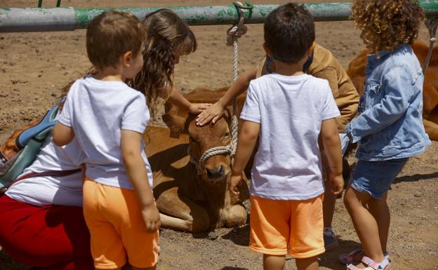Los niños y las niñas acariciando a una vaca en la muestra de ganado de las fiestas de San Juan. 