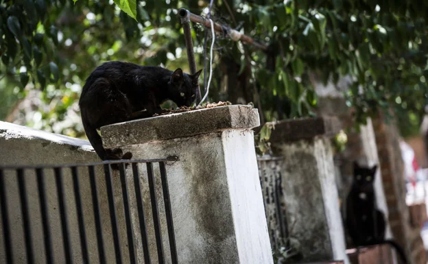 Un gato callejero, miembro de una colonia que habita en una casa abandonada, en Madrid./Pablo Cobos