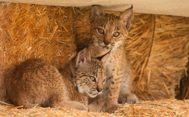 Lynx cubs.