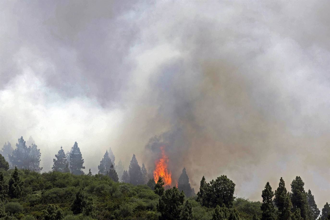Incendio forestal declarado en la zona de Los Campeches en Los Realejos