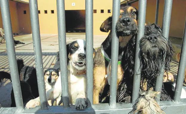 Perros del Albergue Insular de Animales de Bañaderos esperando a ser adoptados. /C7