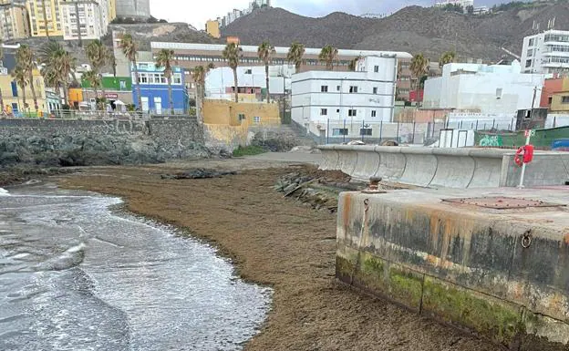 Accumulation of this invasive algae on the beach of La Puntilla, in the seaside neighborhood of San Cristóbal in the capital of Gran Canaria. 