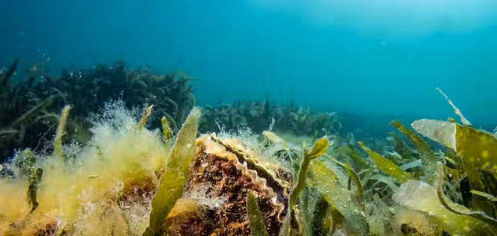 Oysters to improve the quality of the water in the Mar Menor