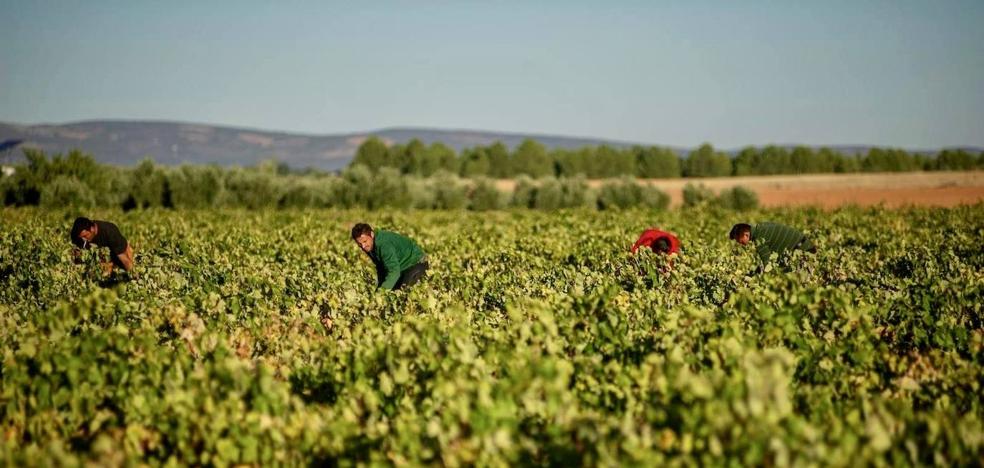 This summer's heat waves will reduce the wine harvest