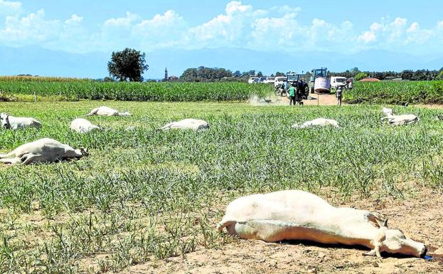 Los expertos investigan la muerte de 50 vacas en una granja de Italia por el consumo de unos brotes nocivos a causa de la sequía. 