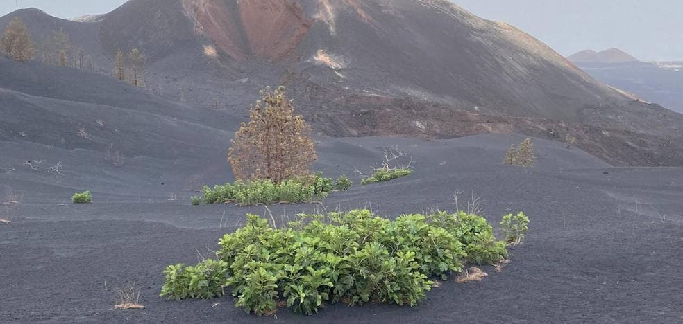 Fig and chestnut trees are reborn by surprise on the edge of the volcano