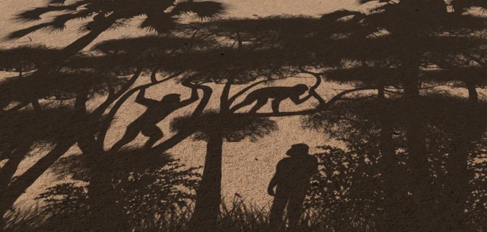 Man's oldest ancestor walked upright
