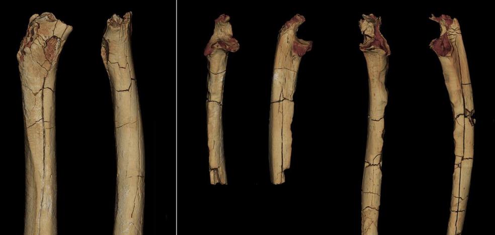 The femur of our oldest ancestor confirms that it was bipedal