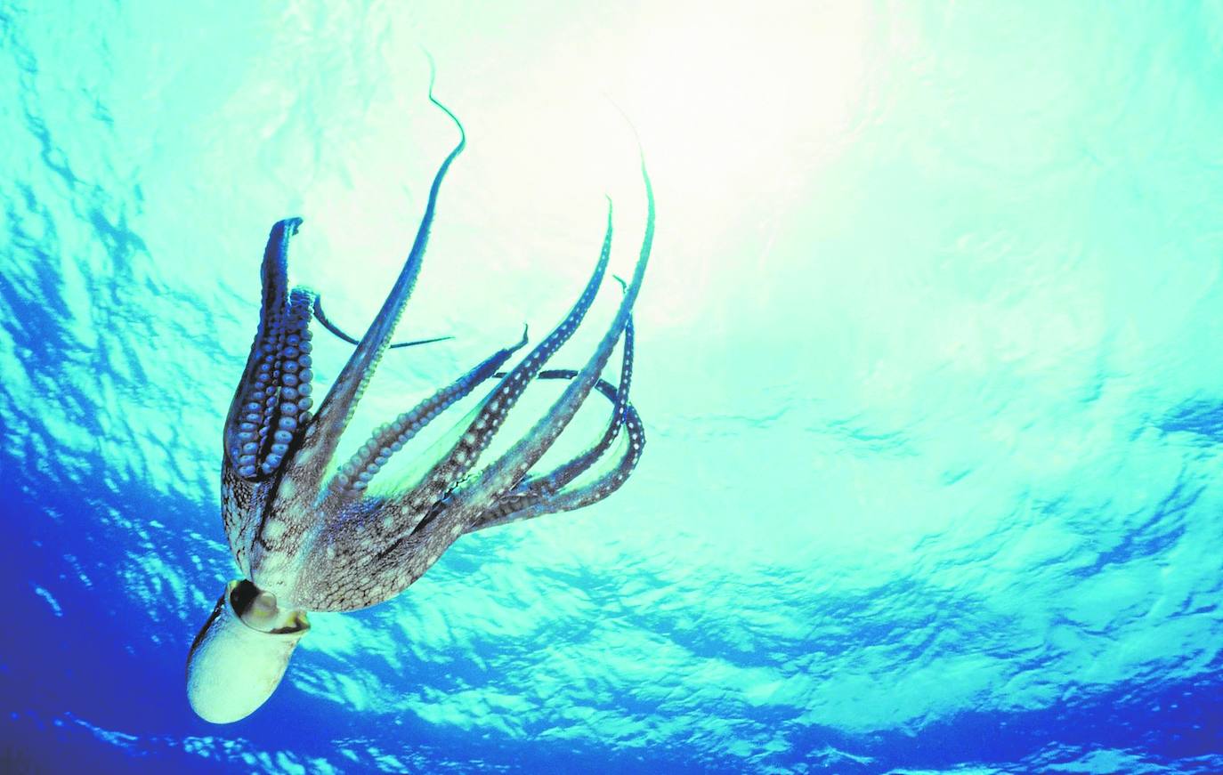 Nueva Pescanova intends to market 3,000 tons of octopus per year. 