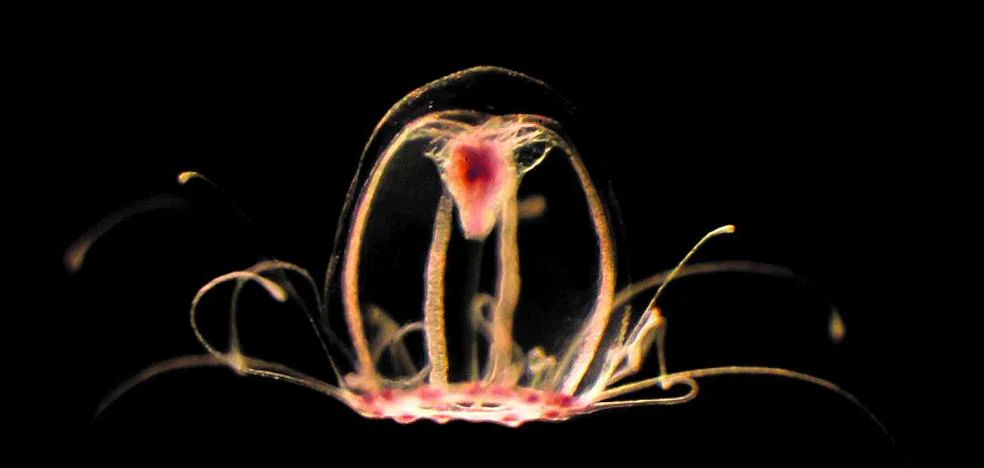 An immortal species of jellyfish reveals the keys against aging
